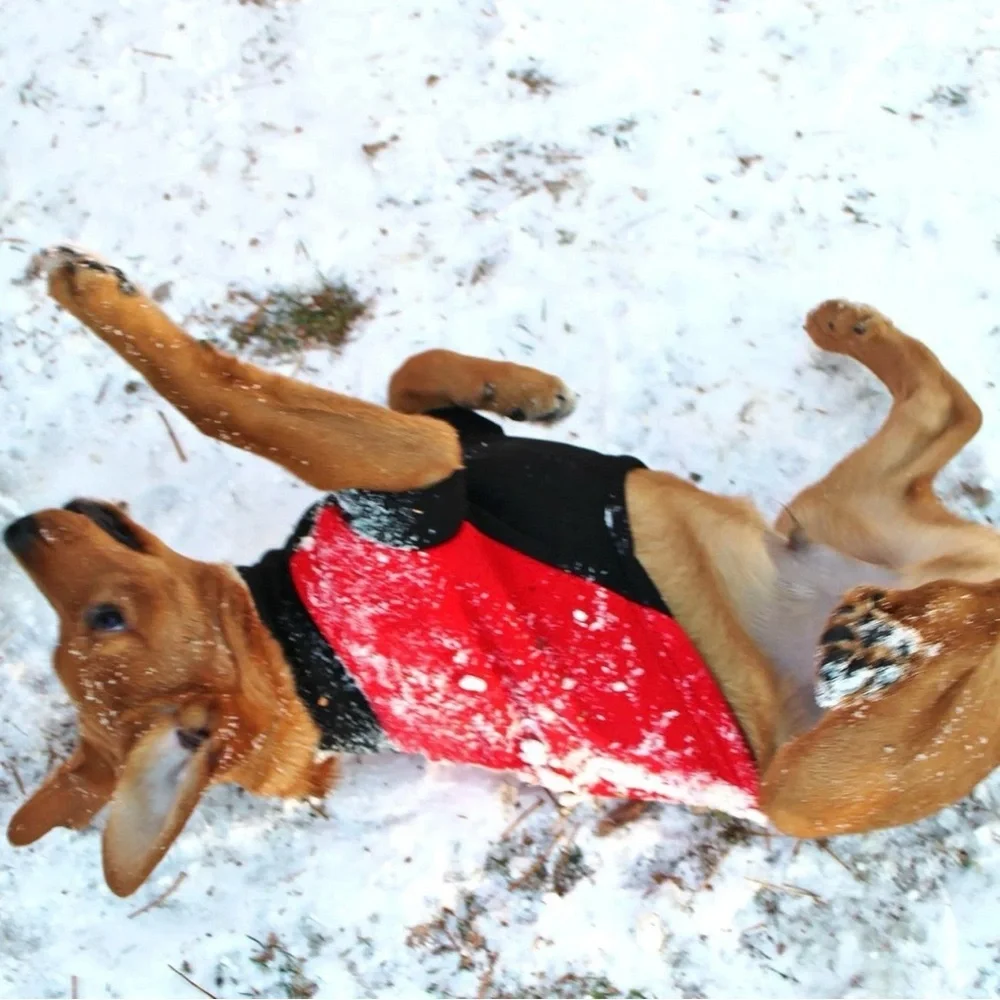 HIGHLAND FLEECE Dog Coat by DOGGIE DESIGN in Red w/Black Trim - Velcro Closure